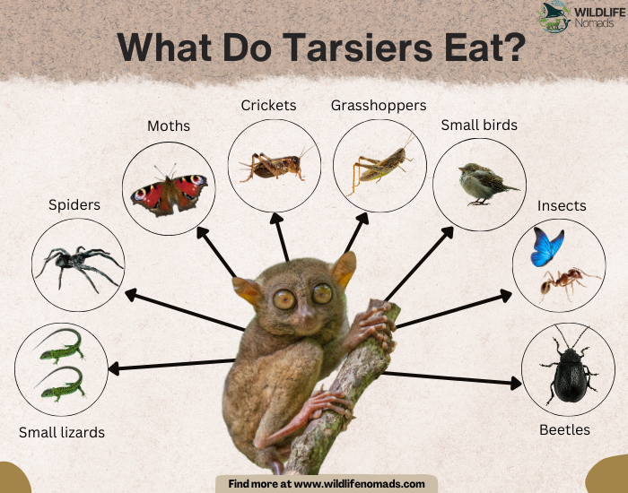 What-Do-Tarsiers-Eat-Diet.webp infographic explaining Tarsiers Diet