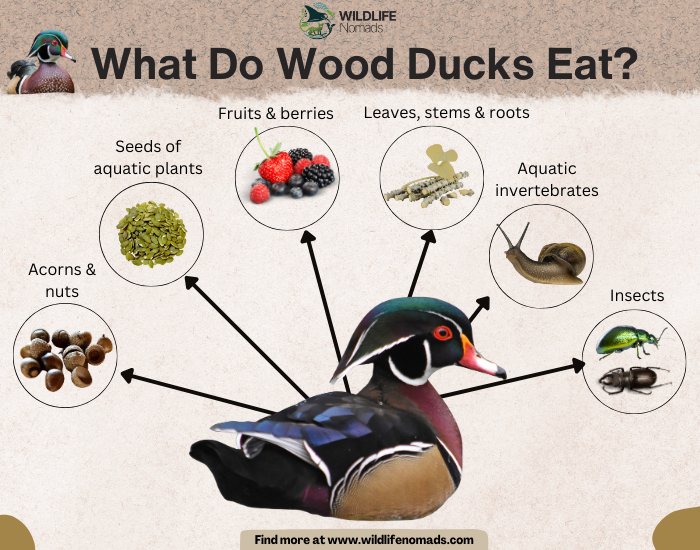 What-Do-Wood-Ducks-Eat.webp infographic showing a wood duck photo and its diet around it