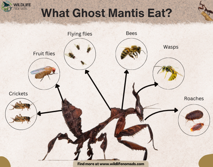 What-Ghost-Mantis-Eat.webp
