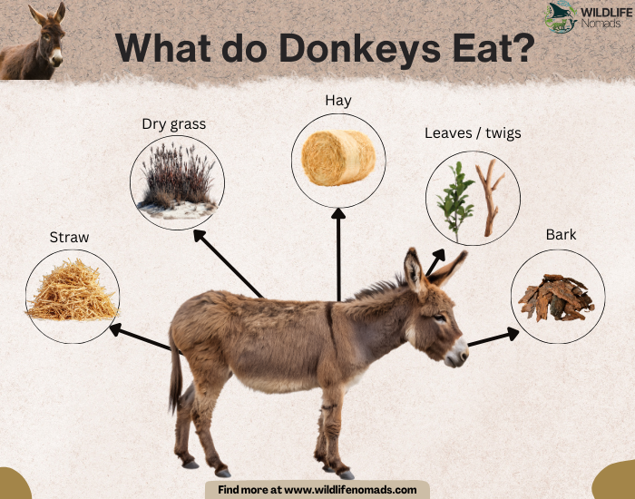 infographic showing a donkey and its diet