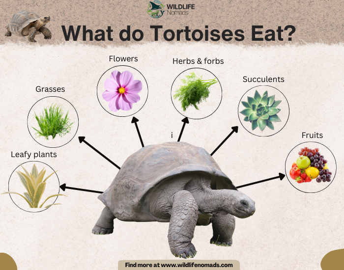 infographic showing the main food sources of tortoises