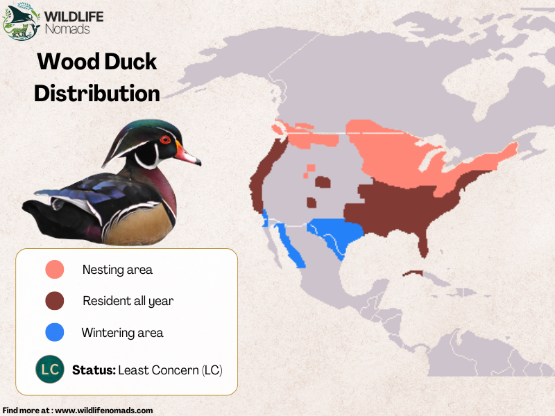 Wood-Duck-Distribution.webp a map of north america showing the distribution of wood ducks