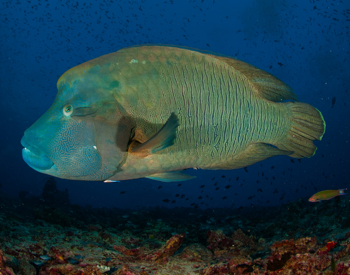 Wrasses-Labridae.webp Wrasse swimming underwater