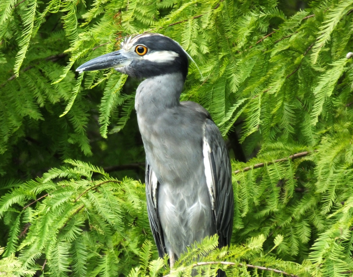 Yellow-Crowned-Night-Heron-Nyctanassa-violacea.webp Yellow-Crowned Night Heron standing on a wetland in the wild