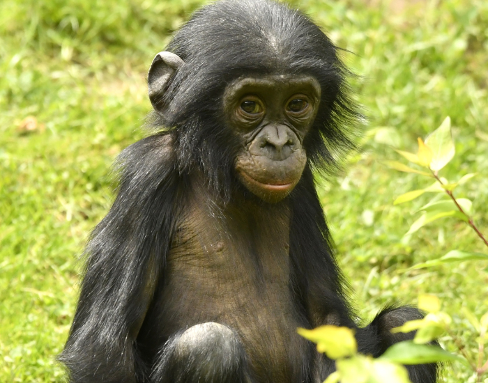 young or baby bonobo