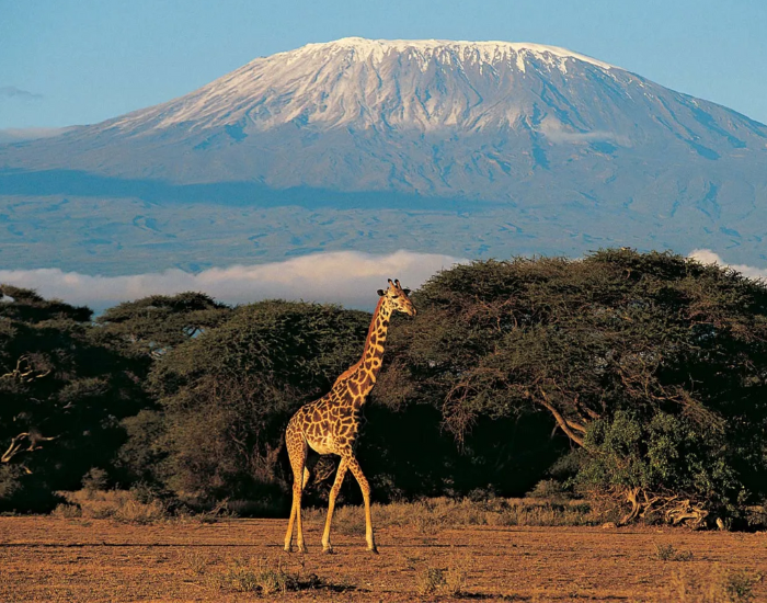 A giraffe walking in the wild in Kenya with a mountain on the background