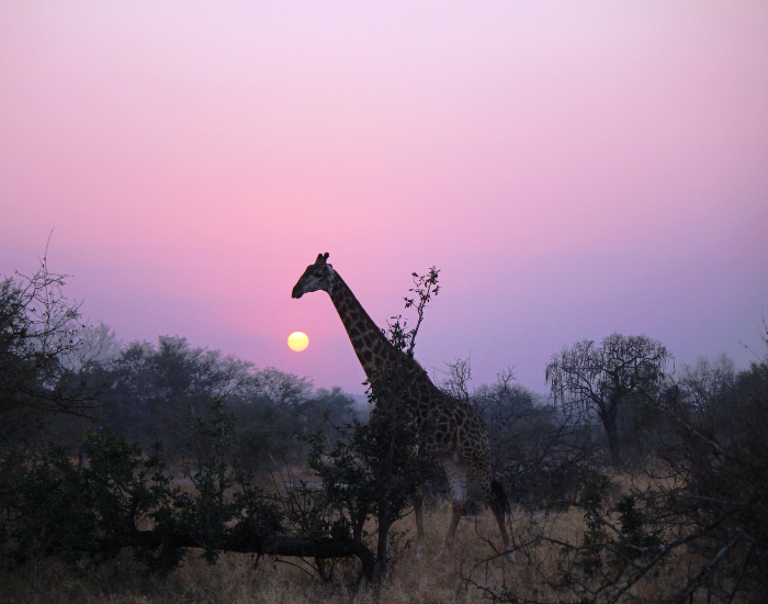 a giraffe walking in the wild savanna during sunset