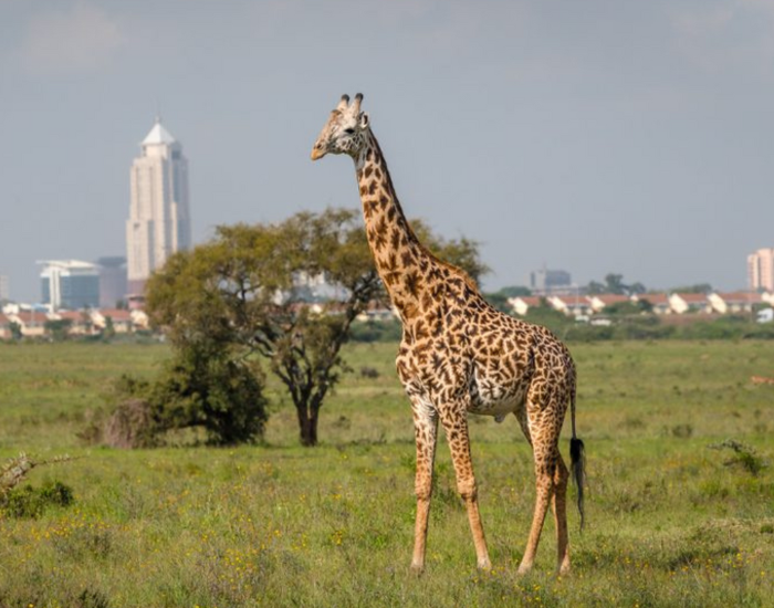 a giraffe in the wild with building on the background