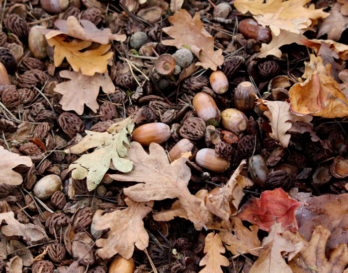 acorns.webp acorns on the floor with dead leaves