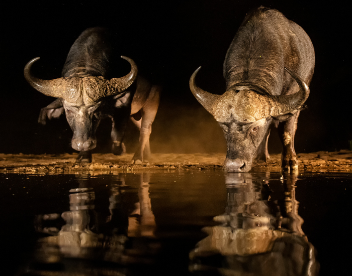 two african buffalos drinking water