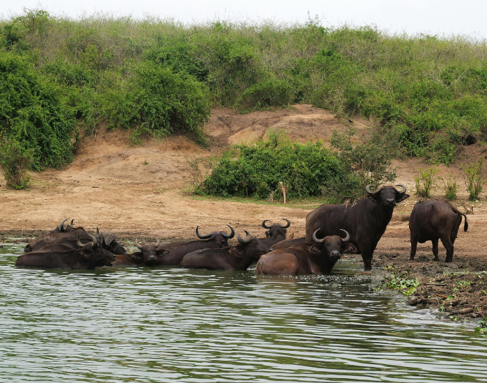 herd of buffalos crossing a river in the wild