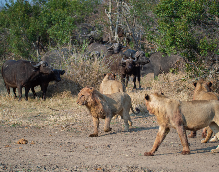 pride of lions stalking a grouo of african buffalos