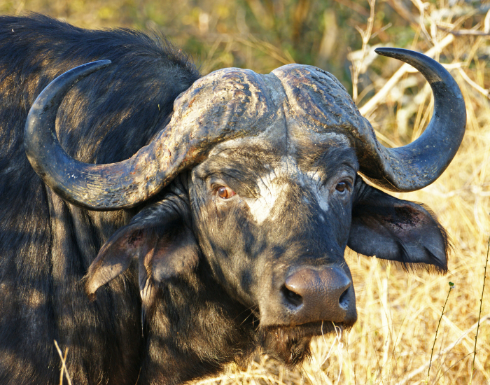 lose up of an african buffalo in the wild
