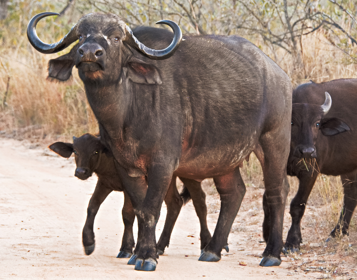 an african buffalo walking in the wild with its calf