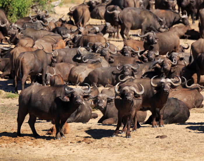 large herd of African buffalos in the wild