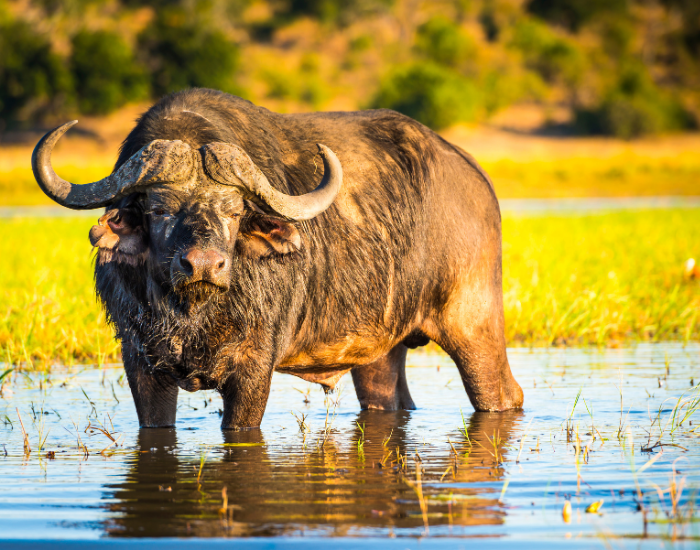 african buffalo over a swamp