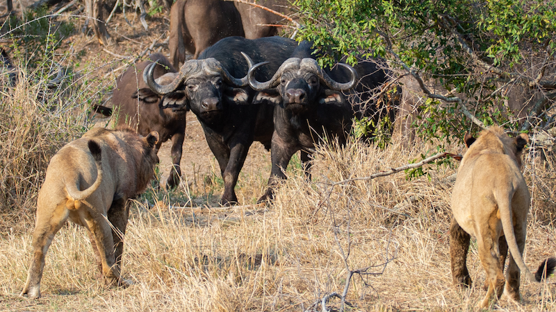 african buffalos facing two lions in the wild