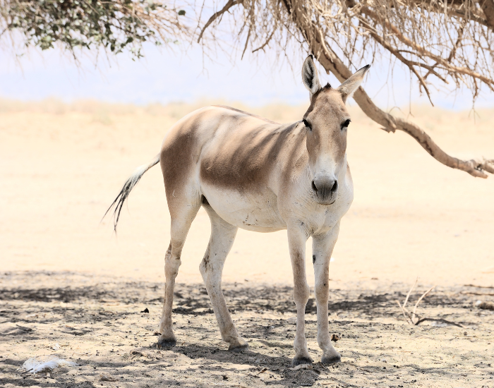 african wild ass in africa