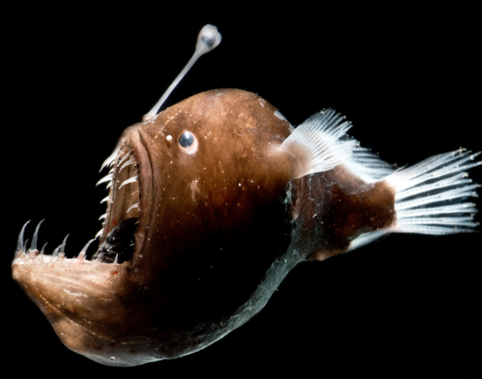 anglerfish-Bioluminescent.webp close up of a deep se anglerfish with black background
