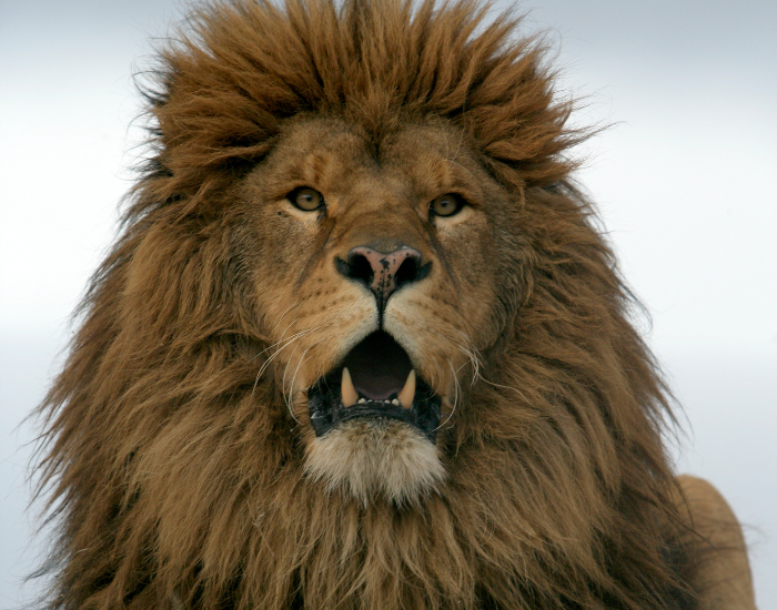 angry-Panthera-leo-leo-barbary-lion-2.webp close up of a barbarian lion