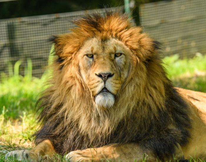 angry-Panthera-leo-leo-barbary-lion.webp
