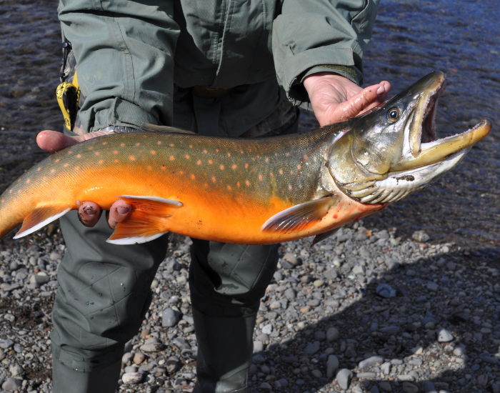 arctic-char-salvinia-underwater-2.webp arctic char in the hands of a human