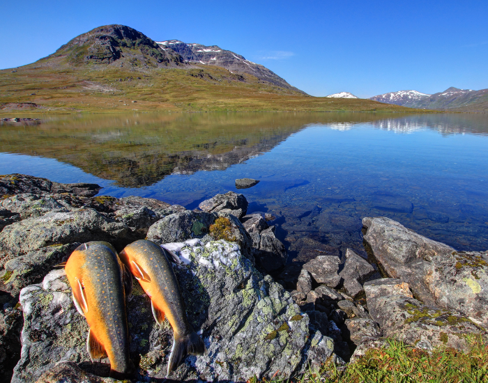 arctic-char-salvinia-underwater-3.webp two arctic fish on a rock with a lake and a mountain on the background