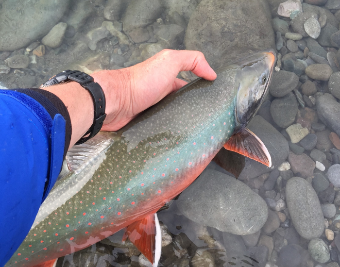 arctic-char-salvinia-underwater-4.webp arctic char been released by a human hand to a river with pebbles