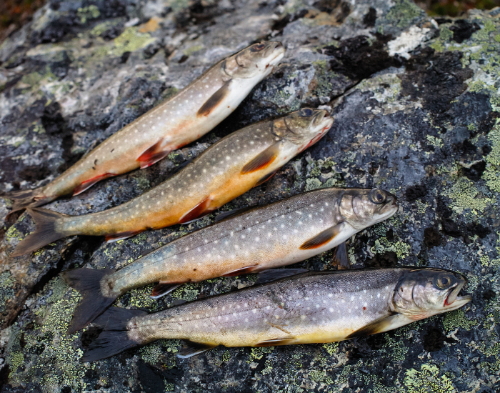 arctic-char-salvinia-underwater-5.webp 4 arctic chars laying over pebbles