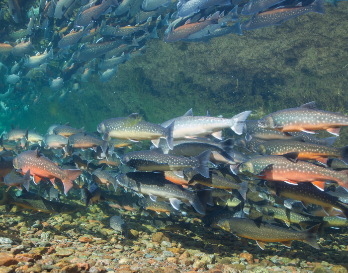 arctic-char-salvinia-underwater.webp underwater image of arctic char swimming in greenland