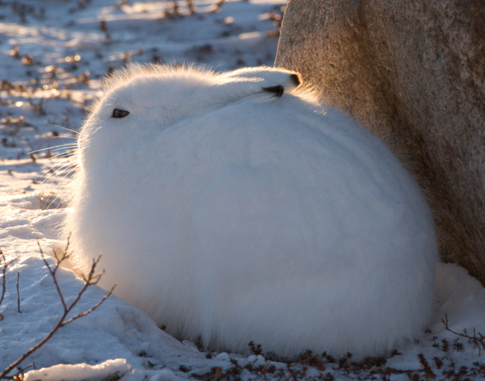 arctic-hare-fluffy.webp an arctic hare laying in th wild