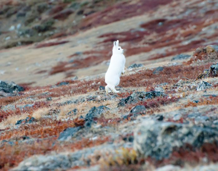 arctic-hare-greenland.webp an arctic hare in the wild in greenland