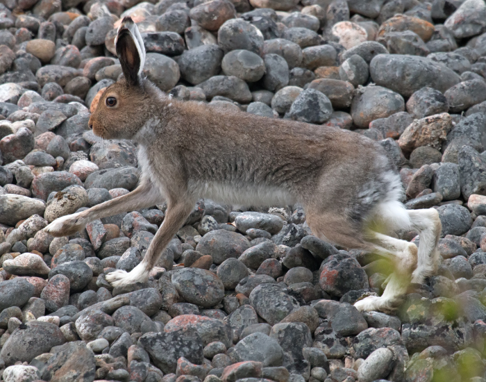 arctic-hare-jumping-2.webp arctic hare with brown fur