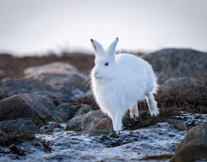 arctic-hare-jumping.webp an arctic hare jumping and running in the wild