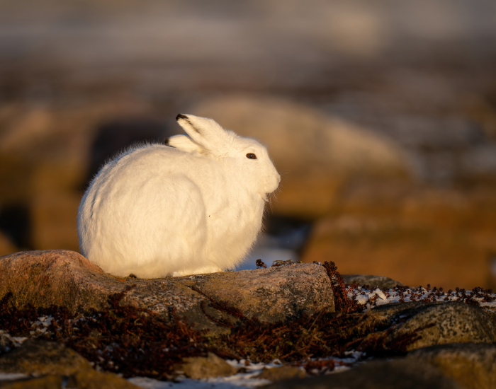 arctic-hare-laying-resting.webp an arctic hare in the wild in its natural habitat