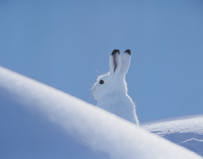 arctic-hare-wild-snow.webp an arctic hare in its natural habitat in the snow