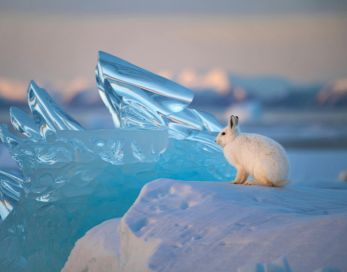 arctic-hare.webp arctic hare in the wild laying over snow