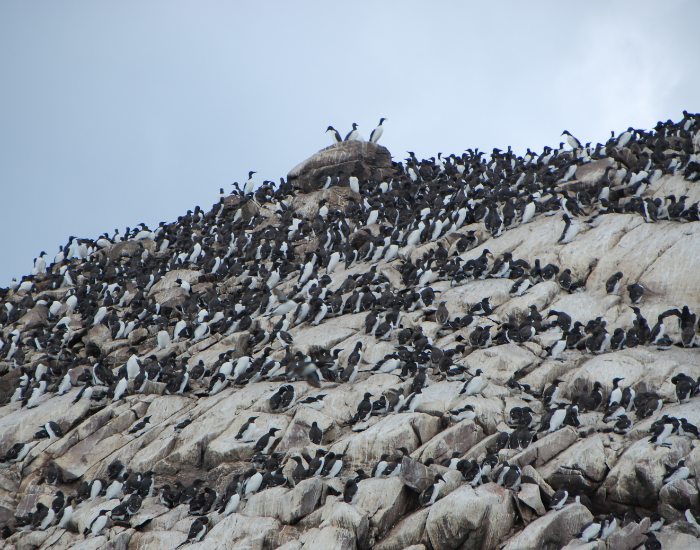 auk-rocky otucrop.webp massive group of auks in its habitat nesting over a rock cliff