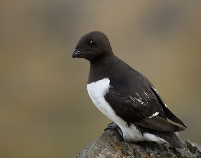 auk-wild.webp auk bird in its natural habitat standing over a rock