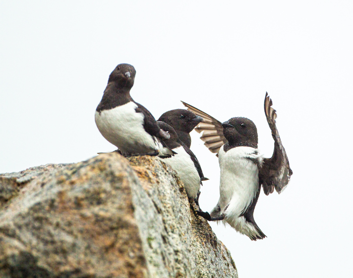 auks.webp two auks over a rock