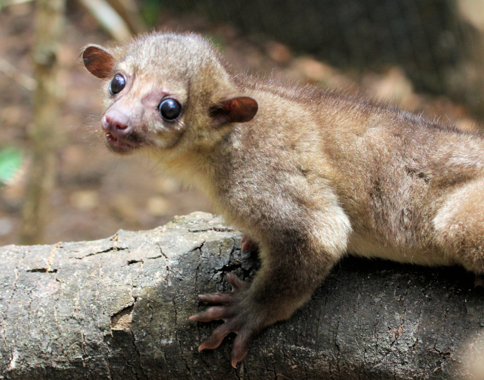 a Kinkajou on a tree