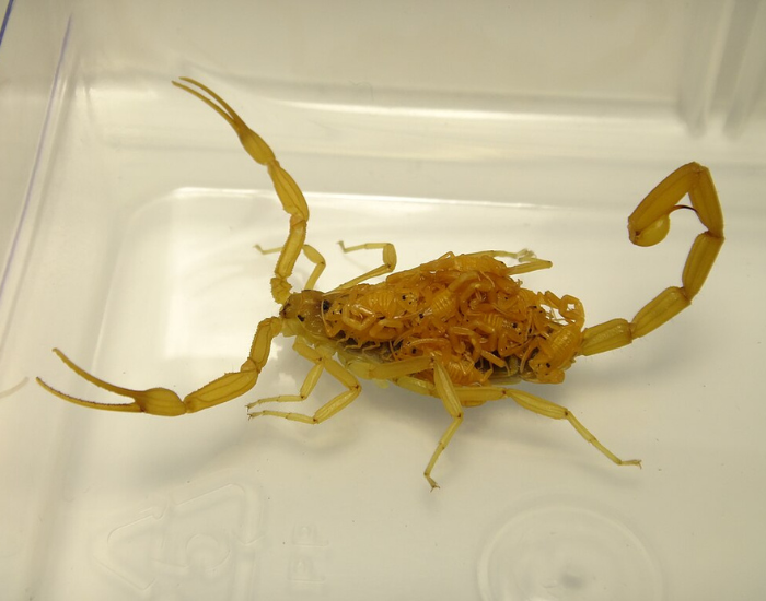 baby-barks-scorpion.webp arizona bark scorpion with babies on top of her