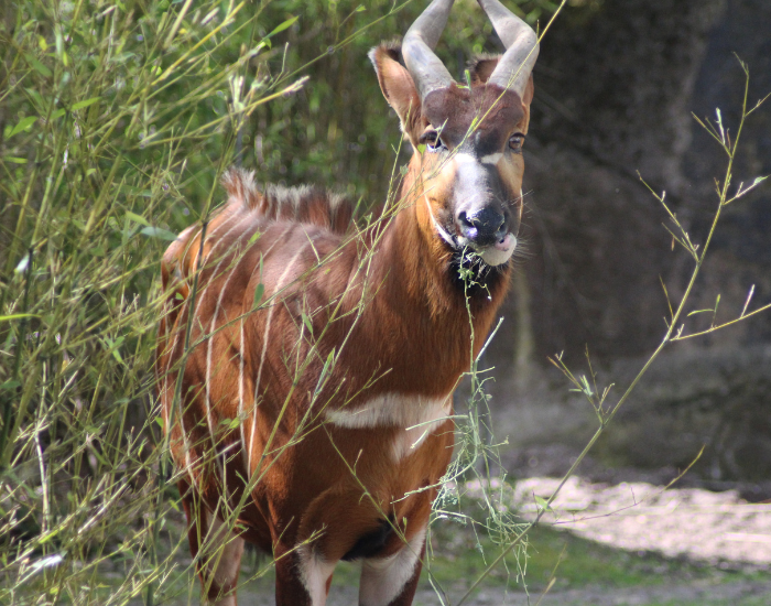 bongo-antelope-2.webp close up of a bongo