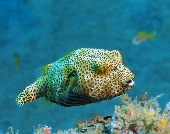 box-fish.webp Boxfish underwater photo