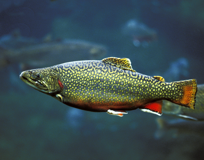 brook-trout.webp brook trout swimming underwater