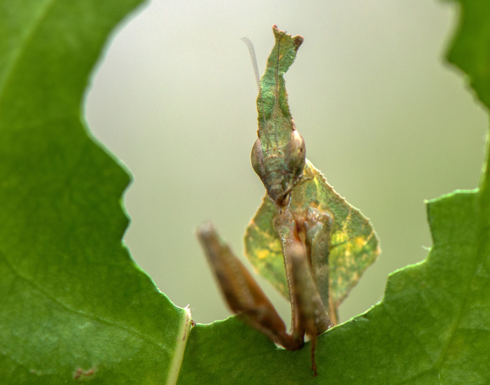 brown-ghost-mantis-Phyllocrania-paradoxa-3.webp a ghost matis coming out of an eaten leaf