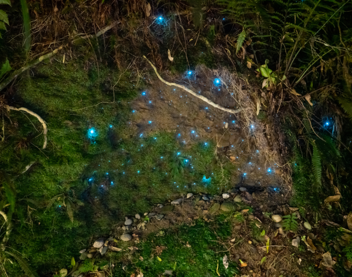 cave-with-glow-worms.webp glow worms on the wall of a mossy cave