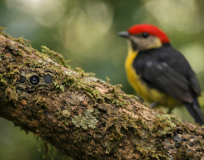 chip-bird.webp a bird on top of a tree