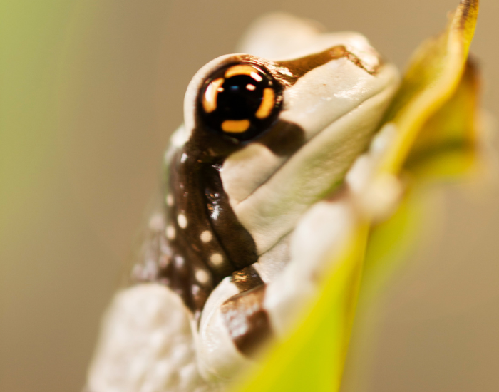 close up of an amazon milk frog on top of a leaf