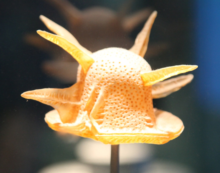 clos eup of a dinoflagellate